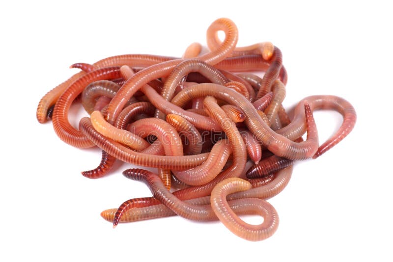 Fishing, Live Bait, Red Worm Dendrobena in a Box Stock Image Image of