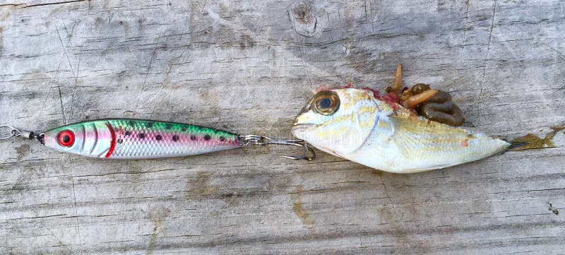 https://thumbs.dreamstime.com/b/fishing-lures-cut-bait-hooked-lure-real-fake-fish-like-both-73010585.jpg