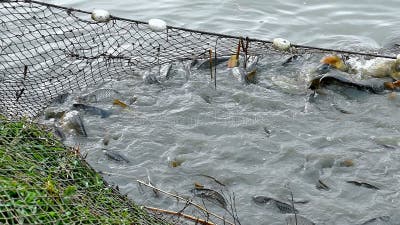 https://thumbs.dreamstime.com/b/fishing-net-full-fish-carp-caught-freshwater-ponds-slow-motion-video-clip-65623738.jpg?w=400