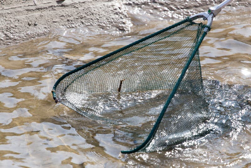 Fishing with a Net in the River Stock Image Image of fresh, flow 110998565