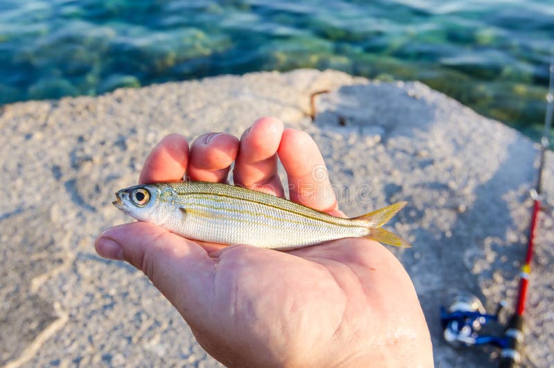 Fishing sardine stock image. Image of trophy, italy, anchovies 59700233
