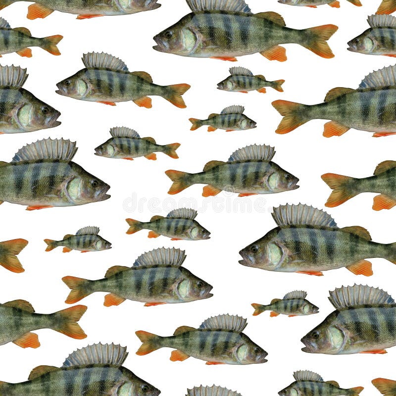 Fishing seamless pattern of fish. Background from perch fish isolated on white