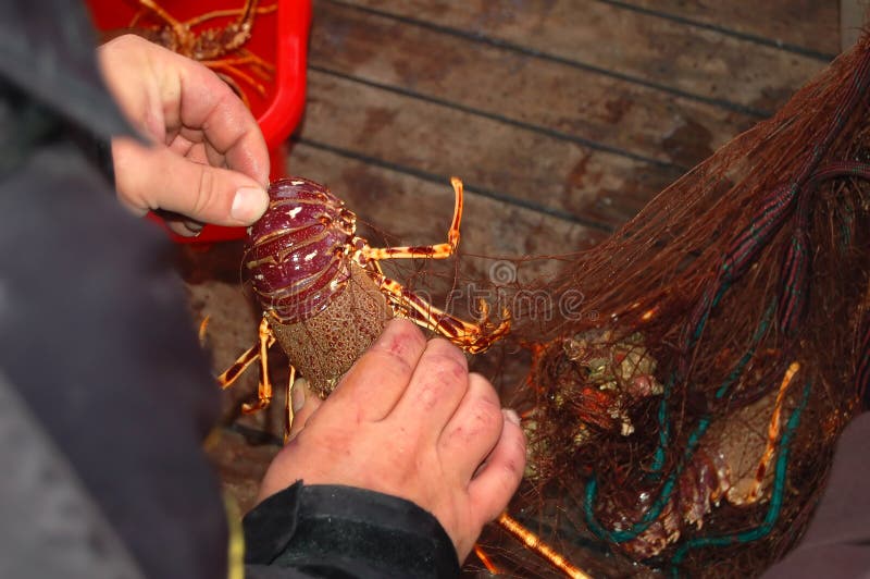 Fishing series - lobster in a net
