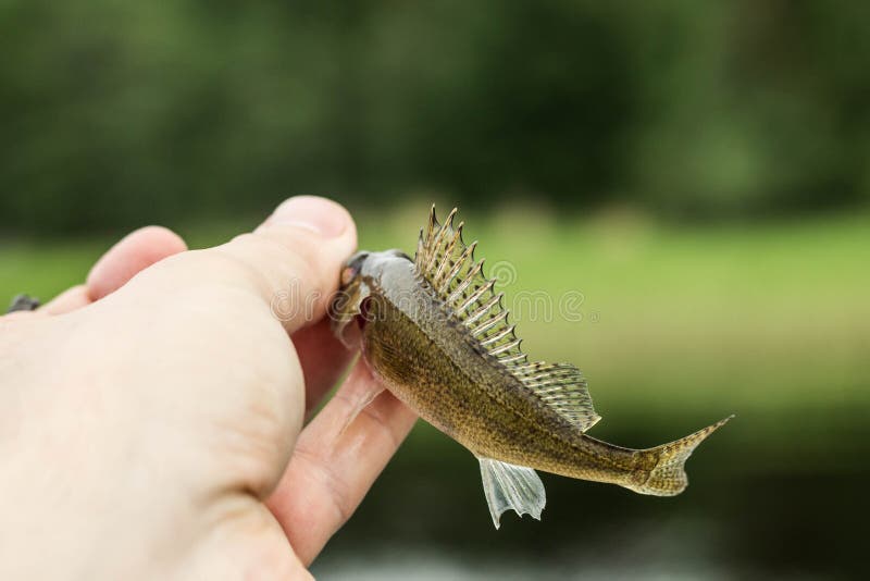 fishing,small fish ruff in the hand on shore