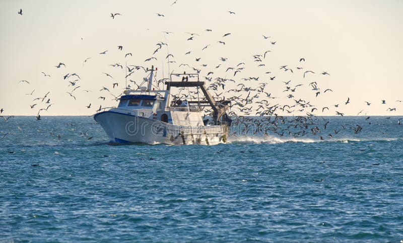 Fishing trawler returns home, surrounded by seagulls.