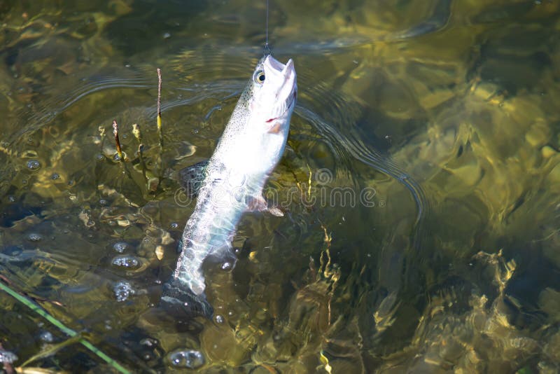 Fishing For Trout In A Small Lake In Washington State Stock Photo