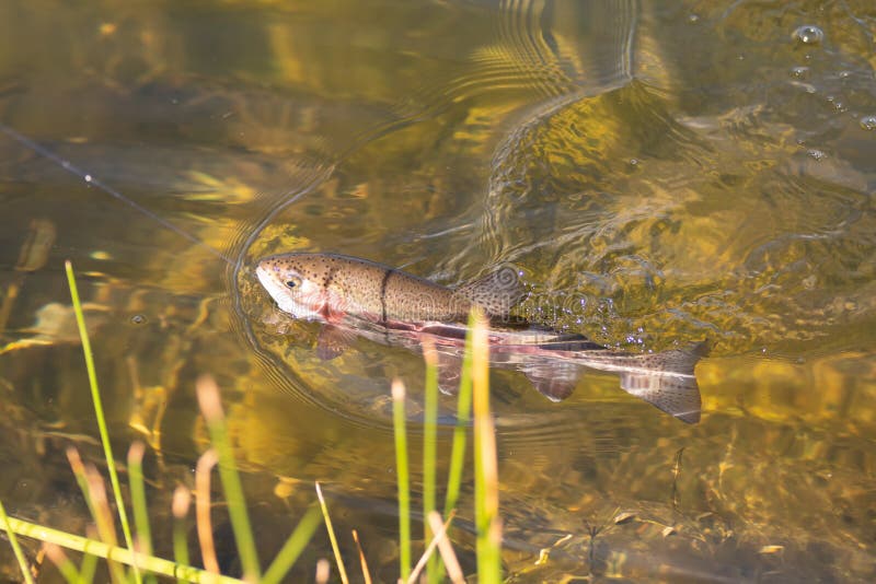 Fishing for Trout in a Small Lake in Washington State Stock Photo Image of jump, health 192995310