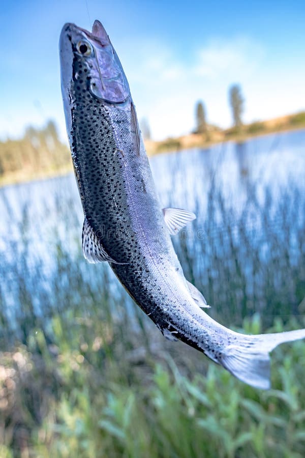 Fishing for Trout in a Small Lake in Washington State Stock Image