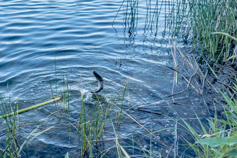 Fishing for Trout in a Small Lake in Washington State Stock Image