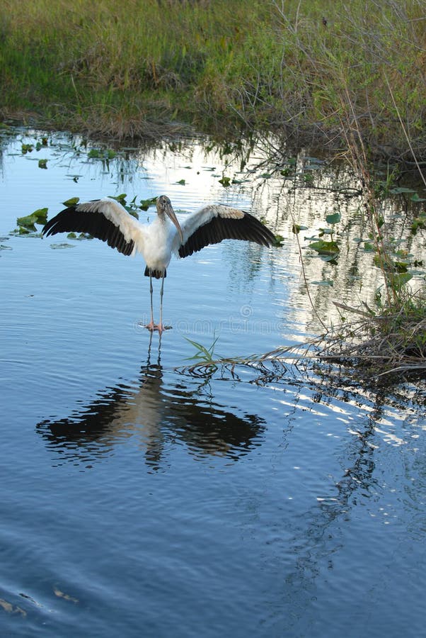 Fishing wood Stork