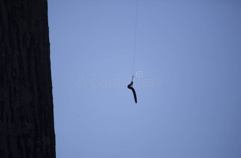 Dangling Tree Branch With Young Fresh Green Leaves And Beautiful Tender