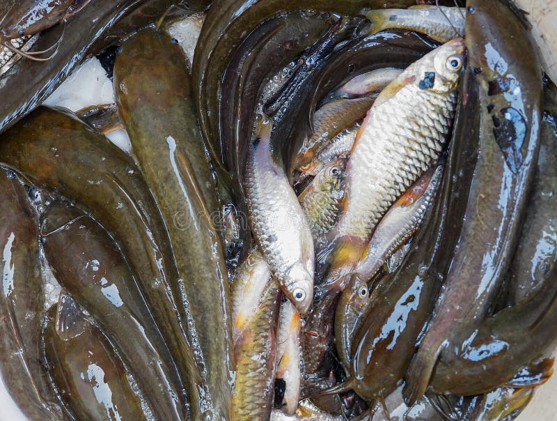 Fishs stock photo. Image of mackerel, mullet, ocean, cool - 91911508