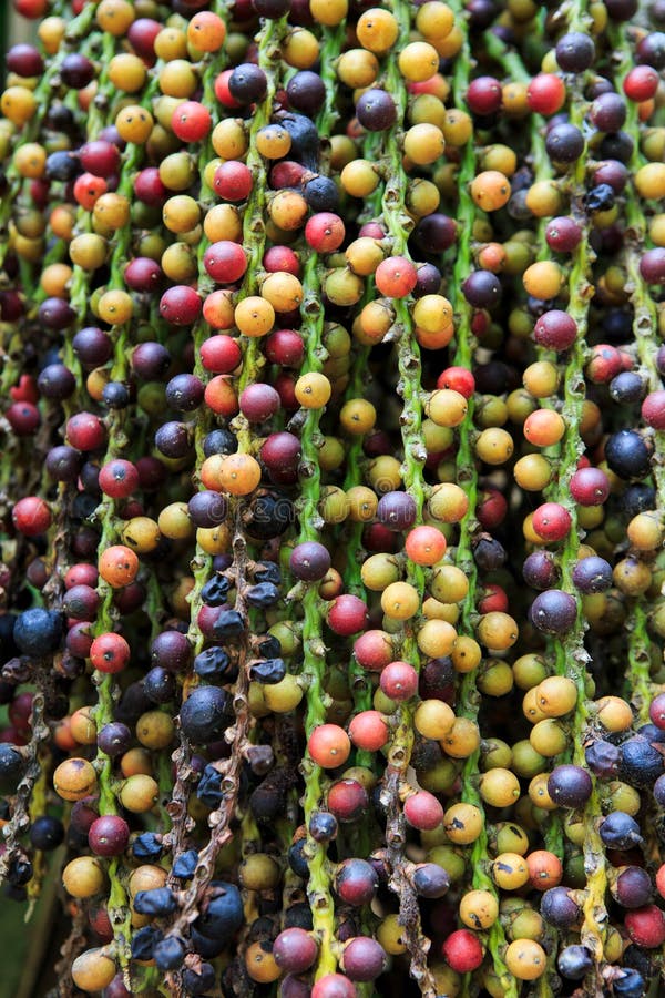 Fishtail Palm seed, Caryota mitis in garden