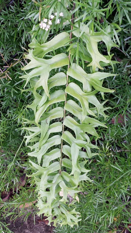 Fishtail η φτέρη είναι ένα εγγενές Microsorum punctatum της Φλώριδας και έχει τα ασυνήθιστα φύλλα στοκ εικόνα με δικαίωμα ελεύθερης χρήσης Fishtail η φτέρη είναι ένα εγγενές Microsorum punctatum της Φλώριδας και έχει τα ασυνήθιστα φύλλα στοκ εικόνα με δικαίωμα ελεύθερης χρήσης