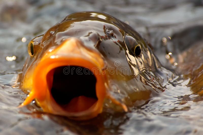 Fishy background stock photo. Image of abstract colorful 904842