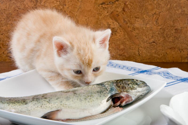 Fishy smell stock image. Image of cute, curious, animal 5127155
