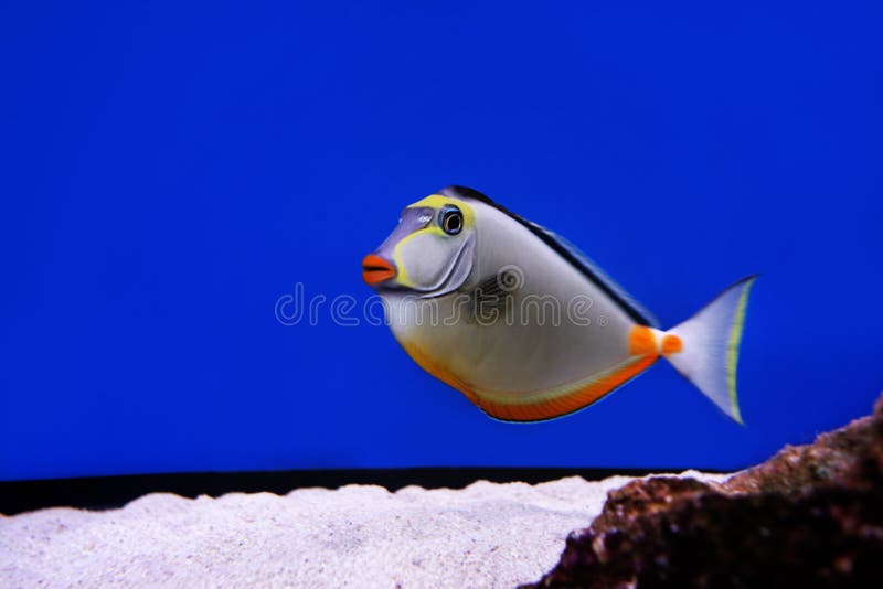 fisk fisk