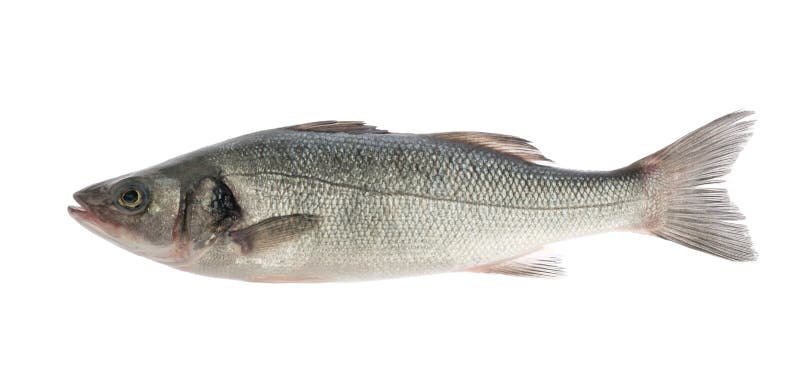 Fisk f? r havsbas som isoleras p? vit bakgrund arkivfoton