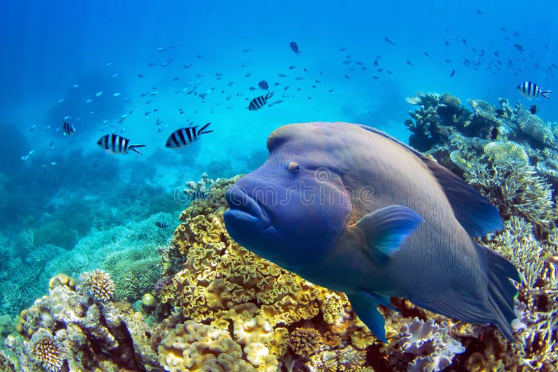 Fisk på den stora barriärrevet arkivfoto Fisk på den stora barriärrevet arkivfoto