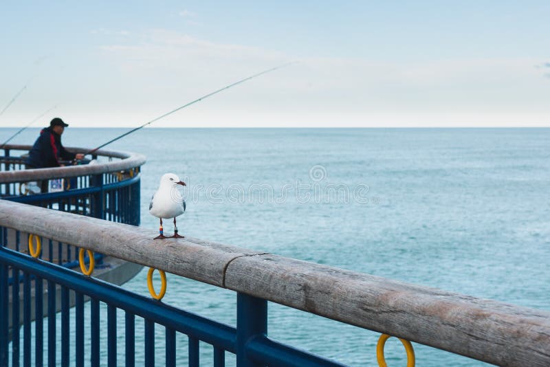 Fiskare och seagull på en pir royaltyfria foton