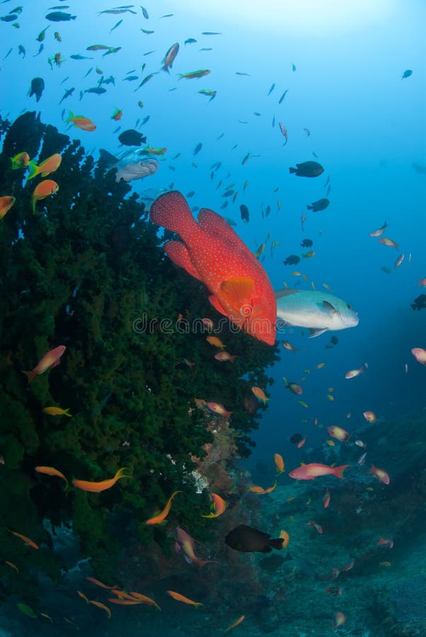 fisken antänder arkivfoton fisken antänder arkivfoton