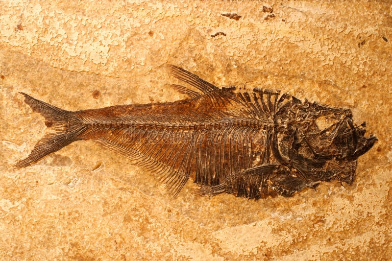 Fiskfossil