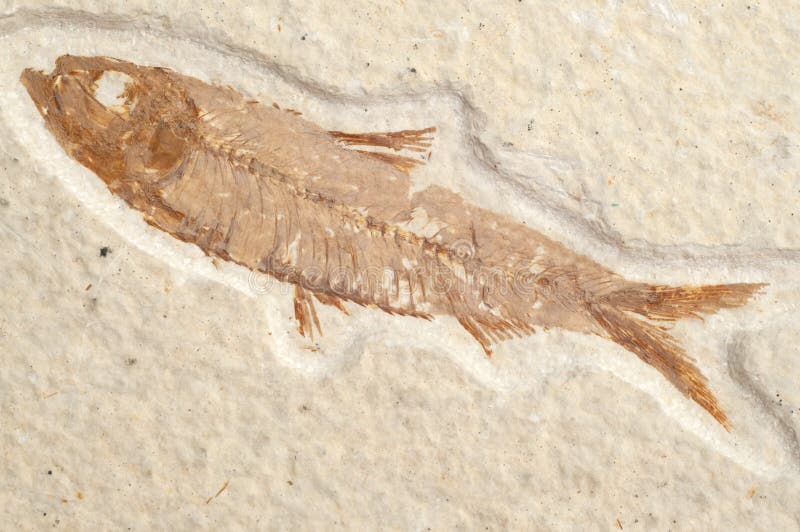 Fossil Fish with Bone Detail CLose Up Macro Image. Fossil Fish with Bone Detail CLose Up Macro Image.