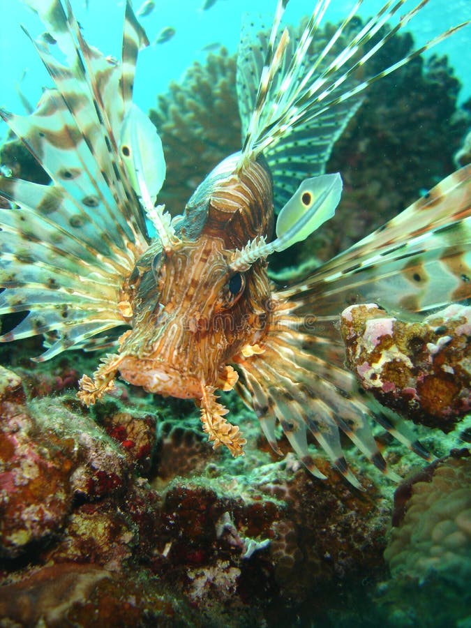 Fisklion royaltyfria bilder