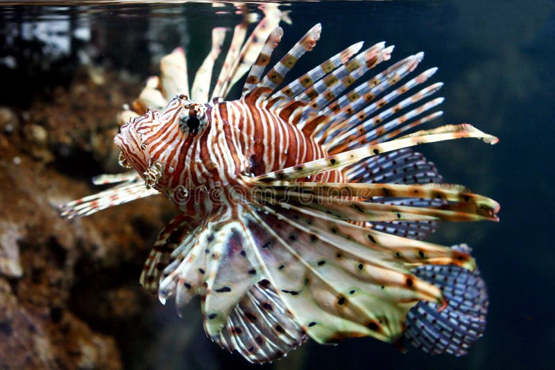 Fisklion arkivfoton