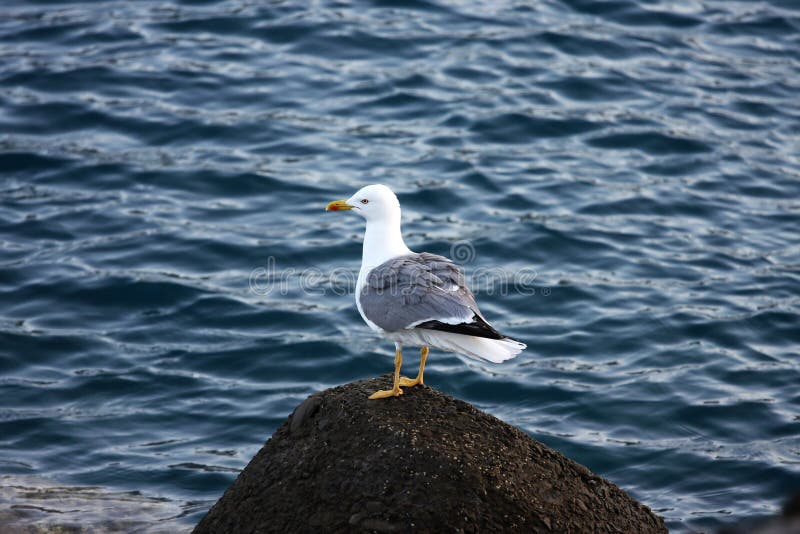 fiskmåsstandingsten arkivbild fiskmåsstandingsten arkivbild