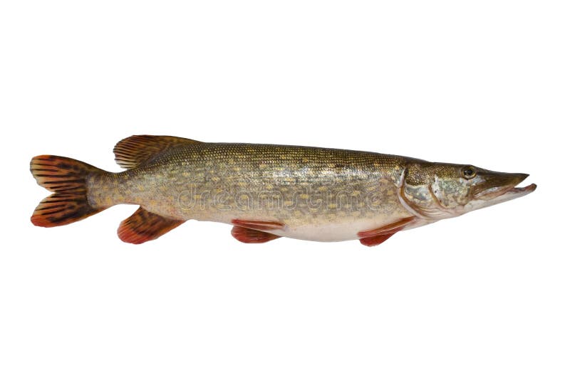 fiskpike arkivfoto fiskpike arkivfoto