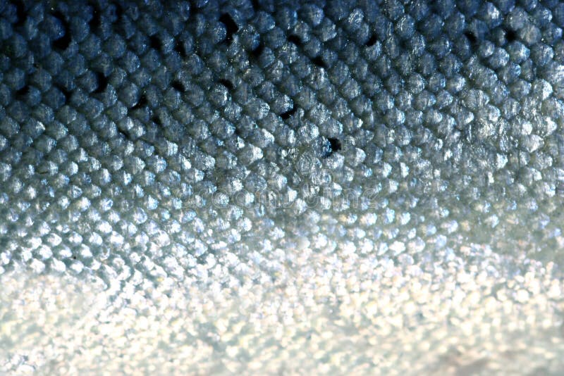 fiskscales arkivfoto fiskscales arkivfoto