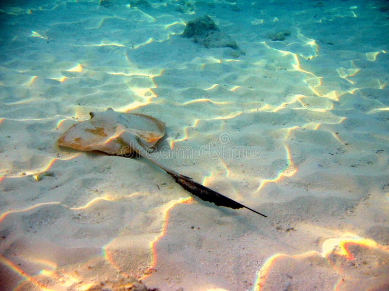 fiskstingray royaltyfria bilder