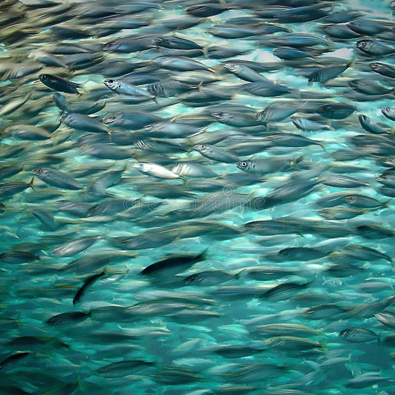 Fisksvärmsardiner arkivbild Fisksvärmsardiner arkivbild