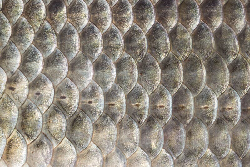 Fiskvåg, bakgrund för crucian karp, cartilaginous fisk, makro, närbild arkivbild Fiskvåg, bakgrund för crucian karp, cartilaginous fisk, makro, närbild arkivbild