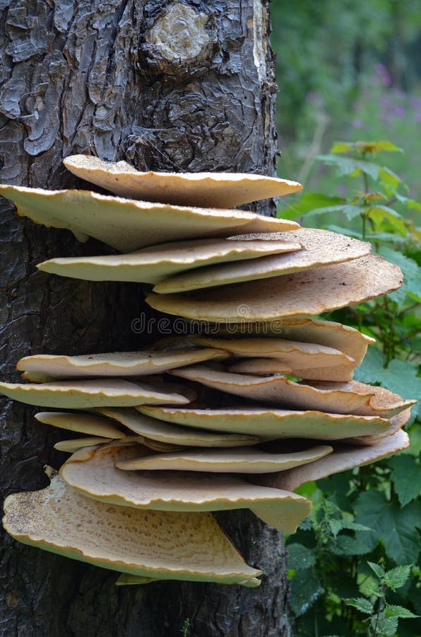 Fistulina hepactica, bracket fungus on tree trunk