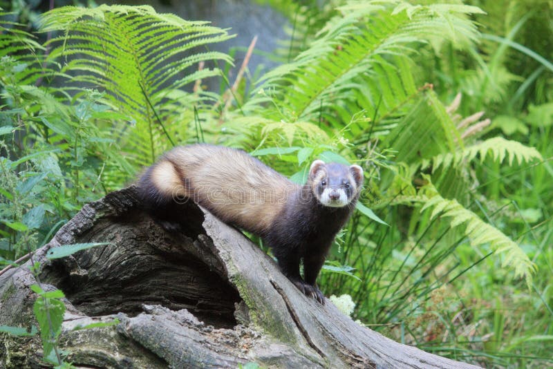 Fitch stock photo. Image of small, wildlife, tree, animal 42688876