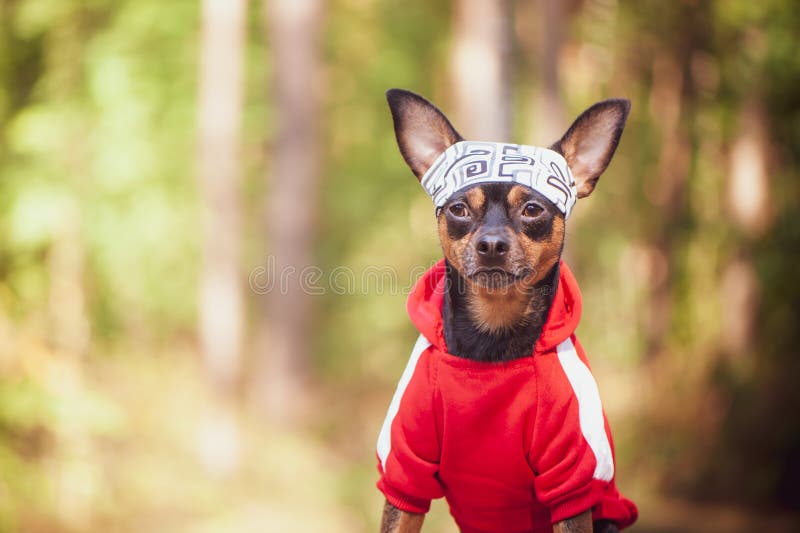 Fitness Dog . Dog in Sports Clothes on a Natural Summer, Autumn Background  Stock Image - Image of lift, lifting: 139599277