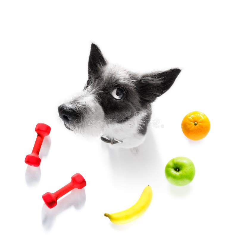 personal dog trainer personal dog trainer
