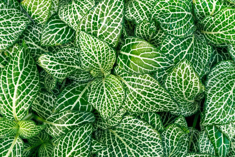 Fittonia zasadza coloseup zdjęcie royalty free Fittonia zasadza coloseup zdjęcie royalty free