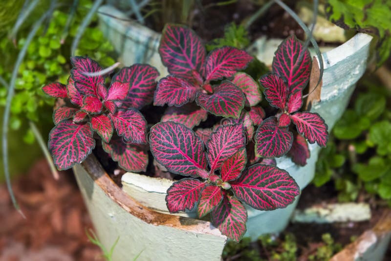 Fittonia, `nerve plant`, Fittonia albivenis. Red hue leaves bush. Fittonia, `nerve plant`, Fittonia albivenis. Red hue leaves bush.