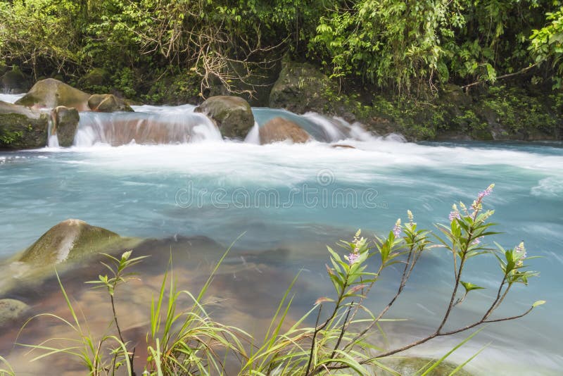 Fiume blu e fiori rosa fotografie stock Fiume blu e fiori rosa fotografie stock