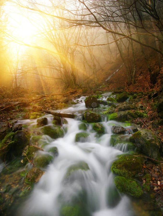 Fiume nella foresta profonda fotografia stock libera da diritti