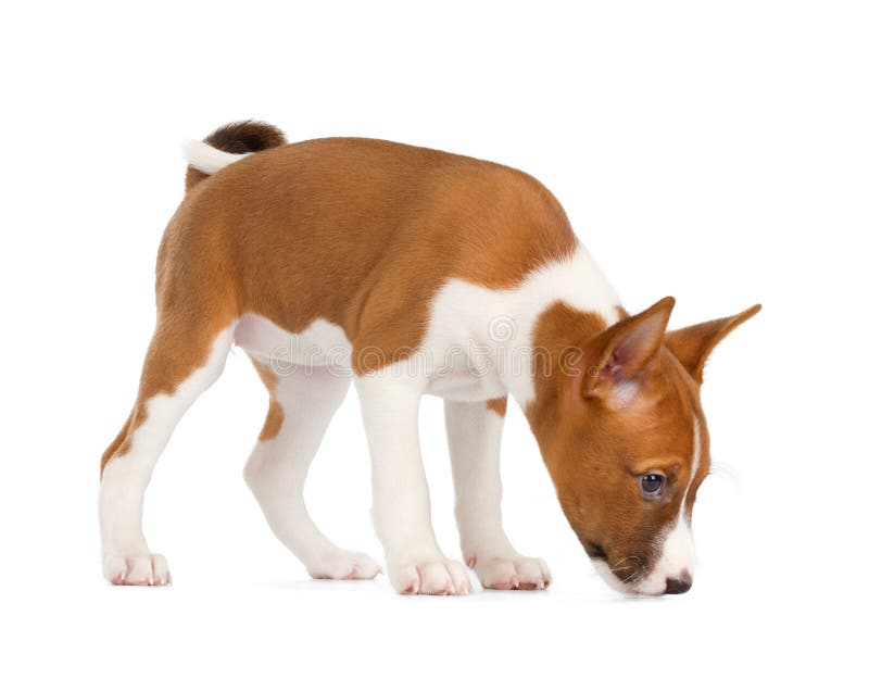 Fiuto del cucciolo di Basenji fotografie stock