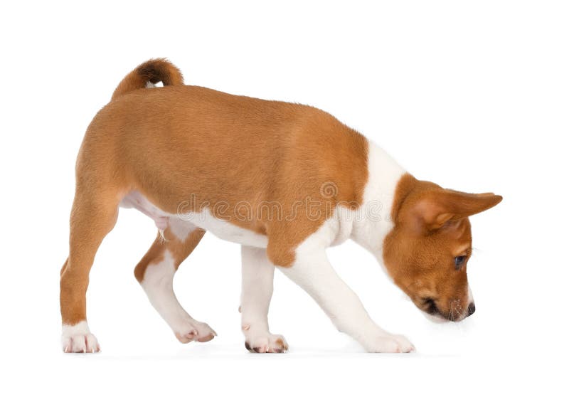 Cucciolo di Basenji che annusa immagini stock libere da diritti