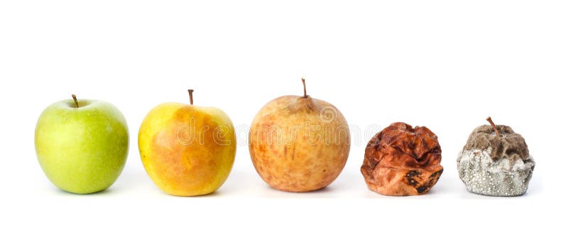 Five apples in various states of decay against white background