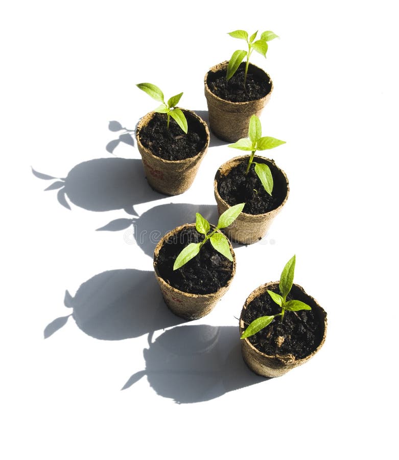 bell pepper seedlings to sprout bell pepper seedlings to sprout