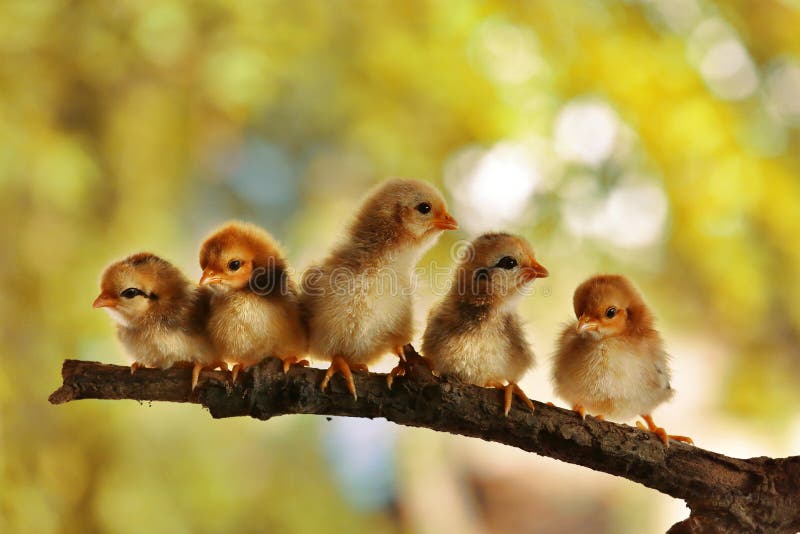 Five of cute chicks stock photo. Image of newborns, adorable - 26621458
