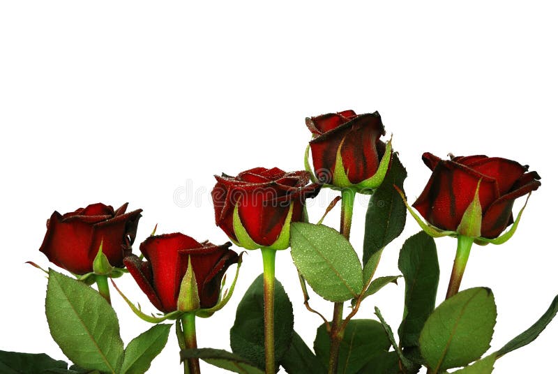 Five darkly red roses