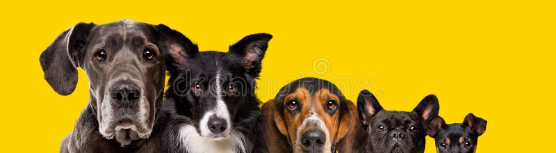 Five different size dogs royalty free stock photo
